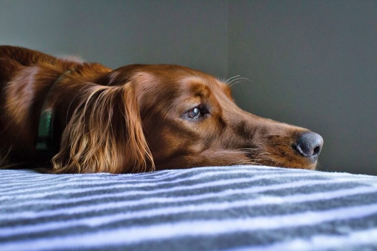 Blog Title Goes Here